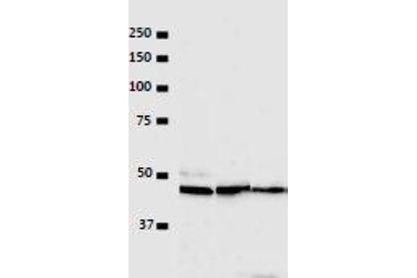 VRK1 antibody  (N-Term)