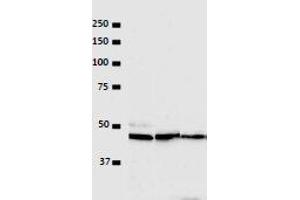 Western Blotting (WB) image for anti-Vaccinia Related Kinase 1 (VRK1) (N-Term) antibody (ABIN2452161) (VRK1 antibody  (N-Term))