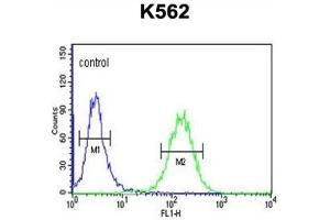Flow Cytometry (FACS) image for anti-Suppressor of Var1, 3-Like 1 (SUPV3L1) antibody (ABIN3004313) (SUPV3L1 antibody)