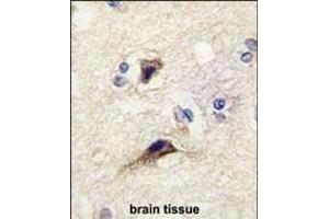 Formalin-fixed and paraffin-embedded human brain tissue reacted with NTF3 antibody (Center) (ABIN392182 and ABIN2841893) , which was peroxidase-conjugated to the secondary antibody, followed by DAB staining. (Neurotrophin 3 antibody  (AA 122-151))