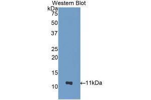 Western blot analysis of the recombinant protein. (NUCB2 antibody  (AA 25-104))
