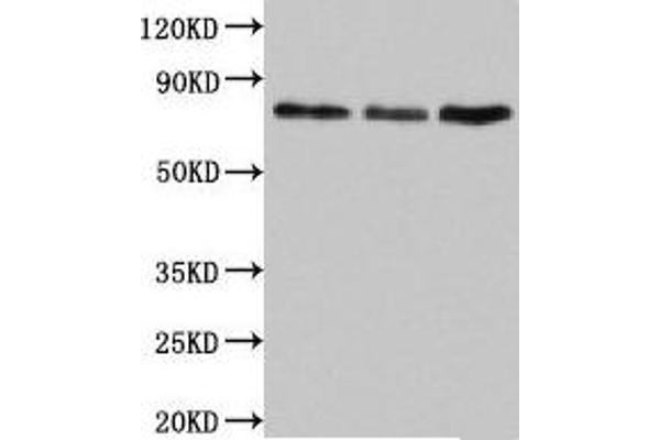 SUN2 anticorps  (AA 45-155)