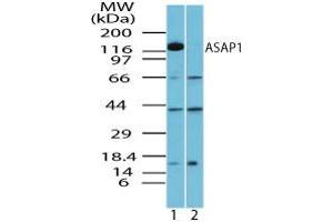 Image no. 1 for anti-ArfGAP with SH3 Domain, Ankyrin Repeat and PH Domain 1 (ASAP1) (AA 962-978) antibody (ABIN960086) (ASAP1 antibody  (AA 962-978))