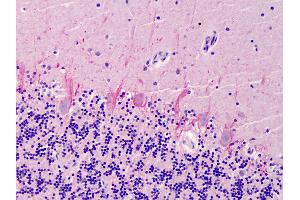 Anti-SUMO2/SUMO3 antibody IHC of human cerebellum. (SUMO2 antibody  (AA 49-81))