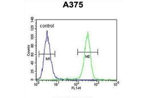 Flow Cytometry (FACS) image for anti-Actin-Related Protein 2 (ACTR2) antibody (ABIN3002672) (ACTR2 antibody)