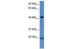 Western Blot showing IMMP2L antibody used at a concentration of 1-2 ug/ml to detect its target protein. (IMMP2L antibody  (C-Term))