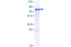 TMEFF1 Protein (AA 1-380) (GST tag)