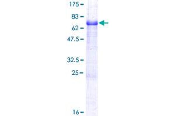 TMEFF1 Protein (AA 1-380) (GST tag)