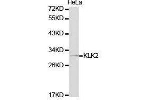 Western Blotting (WB) image for anti-Kallikrein 2 (KLK2) antibody (ABIN1873440) (Kallikrein 2 antibody)
