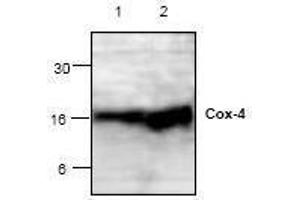 Image no. 1 for anti-Cytochrome C Oxidase Subunit IV Isoform 1 (COX4I1) (Isoform 1) antibody (ABIN127270) (COX IV antibody  (Isoform 1))