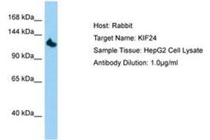 Image no. 1 for anti-Kinesin Family Member 24 (KIF24) (AA 207-256) antibody (ABIN6750110) (KIF24 antibody  (AA 207-256))