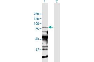 Western Blot analysis of PRDM1 expression in transfected 293T cell line by PRDM1 MaxPab polyclonal antibody.