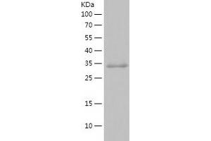 Western Blotting (WB) image for Syndecan 3 (SDC3) (AA 119-333) protein (His tag) (ABIN7125281) (SDC3 Protein (AA 119-333) (His tag))