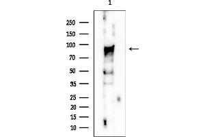 Western blot analysis of lysates from HUVEC cells, using NOP2 Mouse Monoclonal Antibody at 1/1000 dilution.