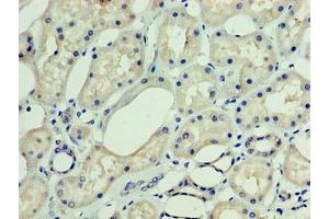 Immunohistochemistry of paraffin-embedded human kidney tissue using ABIN7150554 at dilution of 1:100 (DNAJC3 antibody  (AA 1-226))