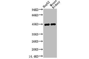 Western blot analysis of 1) HepG2, 2) Mouse Kidney, diluted at 1:1000.