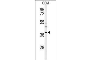 Western blot analysis of RNASEH2B Antibody in CEM cell line lysates (35ug/lane) (RNASEH2B antibody  (AA 130-157))