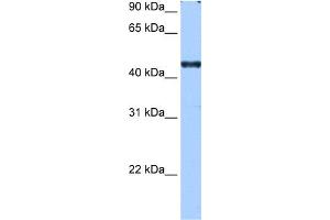 WB Suggested Anti-RBM42 Antibody Titration:  0.
