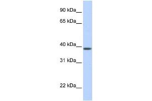 WB Suggested Anti-SLC25A42 Antibody Titration:  0. (SLC25A42 antibody  (N-Term))