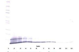 Image no. 2 for anti-Chemokine (C-C Motif) Ligand 5 (CCL5) antibody (ABIN465617) (CCL5 antibody)