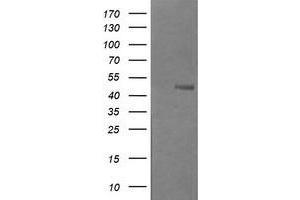 Image no. 4 for anti-UDP-GlcNAc:BetaGal beta-1,3-N-Acetylglucosaminyltransferase 2 (B3GNT2) antibody (ABIN1496800) (B3GNT2 antibody)