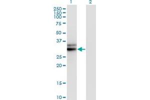 Western Blot analysis of HMGCL expression in transfected 293T cell line by HMGCL monoclonal antibody (M01), clone 4F4-D1. (HMGCL antibody  (AA 1-325))