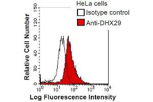 HeLa cells were fixed in 2% paraformaldehyde/PBS and then permeabilized in 90% methanol. (DHX29 antibody)
