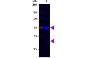Image no. 1 for Rabbit anti-Pig IgG (Whole Molecule) antibody (FITC) (ABIN301513) (Rabbit anti-Pig IgG (Whole Molecule) Antibody (FITC))