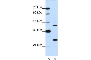 WB Suggested Anti-MINA Antibody Titration:  0. (MINA antibody  (N-Term))