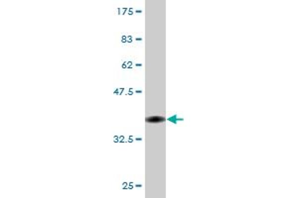 EEF1D antibody  (AA 1-91)