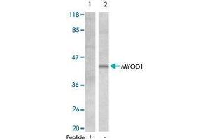 Western blot analysis of extracts from HeLa cells , using MYOD1 polyclonal antibody  . (MYOD1 antibody  (Ser200))