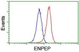 Flow cytometric Analysis of Jurkat cells, using anti-ENPEP antibody (ABIN2455401), (Red), compared to a nonspecific negative control antibody, (Blue).