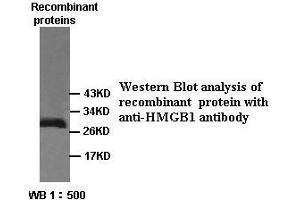 Image no. 1 for anti-High Mobility Group Box 1 (HMGB1) antibody (ABIN791169) (HMGB1 antibody)