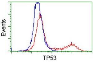 Image no. 5 for anti-Tumor Protein P53 (TP53) antibody (ABIN1499967) (p53 antibody)