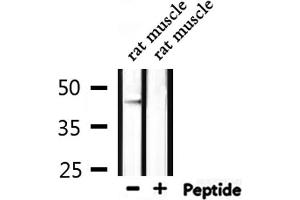 Western blot analysis of extracts from rat muscle, using DRD4 Antibody. (DRD4 antibody  (C-Term))