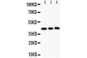 Anti-SIRT2 Picoband antibody,  All lanes: Anti SIRT2  at 0. (SIRT2 antibody  (Middle Region))