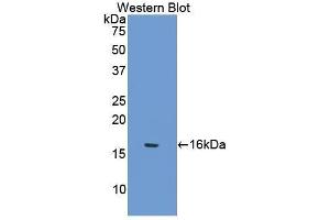 Western Blotting (WB) image for anti-Secreted Frizzled-Related Protein 5 (SFRP5) (AA 48-161) antibody (ABIN1175828) (SFRP5 antibody  (AA 48-161))