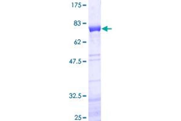NEIL1 Protein (AA 1-390) (GST tag)