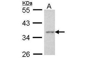 WB Image Sample (30 ug of whole cell lysate) A: Hela 10% SDS PAGE antibody diluted at 1:1000 (AEN antibody  (C-Term))
