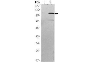 Western Blot showing TAB2 antibody used against HEK293 (1) and TAB2 (AA: 1-300)-hIgGFc transfected HEK293 (2) cell lysate. (TAB2 antibody)