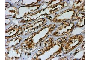 Immunohistochemical staining of paraffin-embedded Human Kidney tissue using anti-PSMB9 mouse monoclonal antibody. (PSMB9 antibody  (AA 21-219))