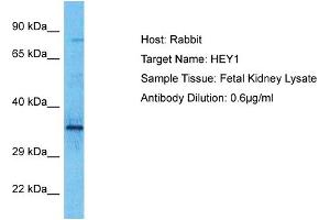 Host: Rabbit Target Name: HEY1 Sample Type: Fetal Kidney lysates Antibody Dilution: 0. (HEY1 antibody  (N-Term))