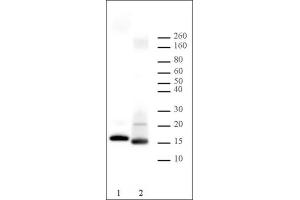 Histone H2B antibody tested by Western blot. (Histone H2B antibody)