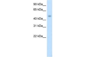 Western Blotting (WB) image for anti-Jumonji Domain Containing 6 (JMJD6) antibody (ABIN2461867) (JMJD6 antibody)