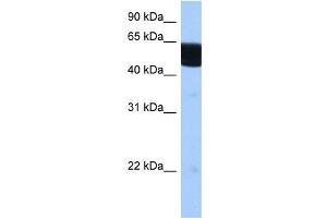 RXRB antibody used at 0. (Retinoid X Receptor beta antibody  (N-Term))