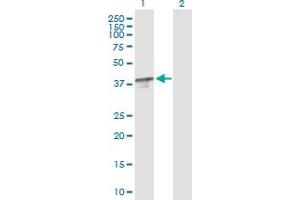 Western Blot analysis of TBCC expression in transfected 293T cell line by TBCC MaxPab polyclonal antibody. (TBCC antibody  (AA 1-346))