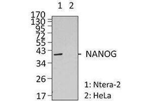 Western Blotting (WB) image for anti-Nanog Homeobox (NANOG) antibody (ABIN2666251) (Nanog antibody)