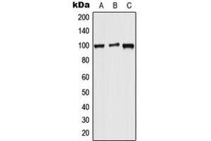 Western blot analysis of WFS1 expression in HeLa (A), Raw264. (WFS1 antibody  (N-Term))