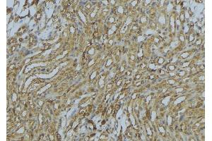 ABIN6273012 at 1/100 staining Mouse kidney tissue by IHC-P. (PEX16 antibody  (Internal Region))