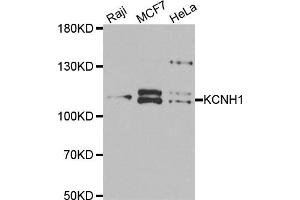 Western blot analysis of extracts of various cell lines, using KCNH1 antibody. (KCNH1 antibody)